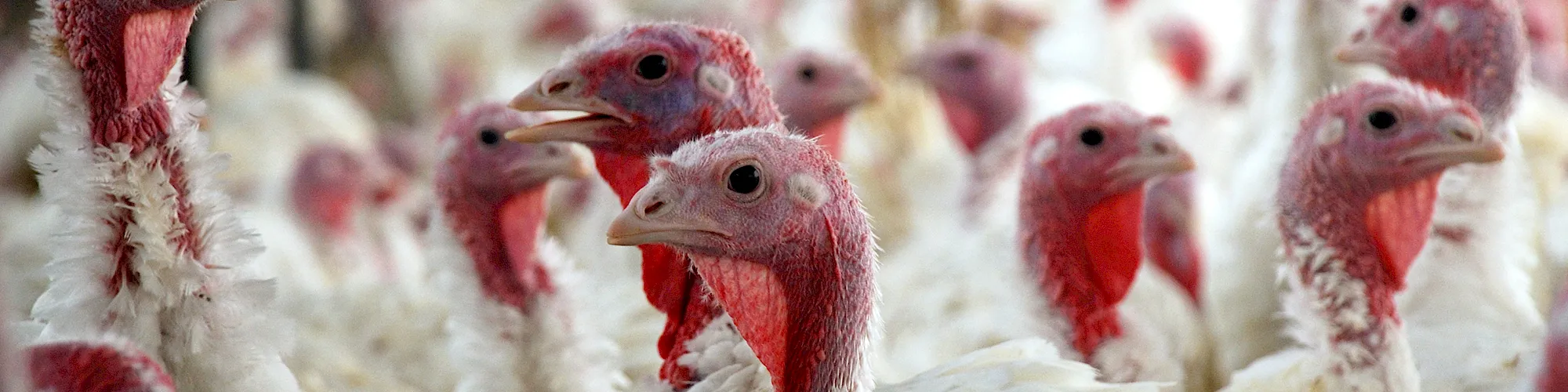 banner-ohio-turkey-farmers